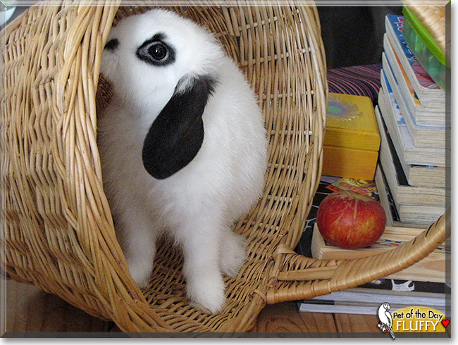 Fluffy, the Pet of the Day Fluffy, the Pet of the Day