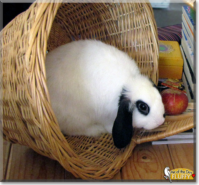 Fluffy, the Pet of the Day Fluffy, the Pet of the Day