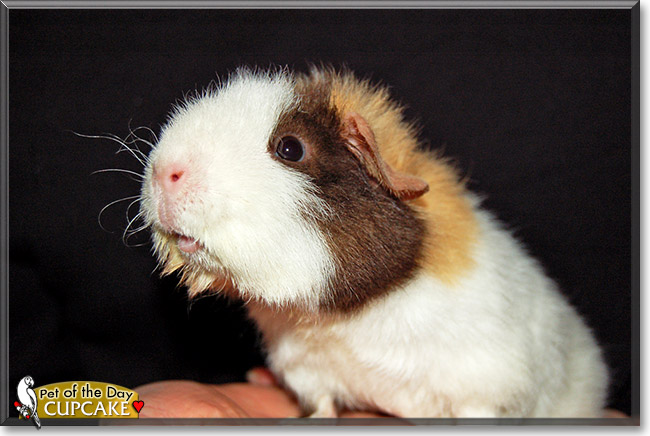 Cupcake, the Pet of the Day