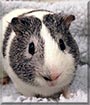 Mugsy the Guinea Pig
