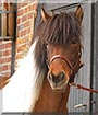 Ársól the Icelandic Horse