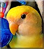 Mango the Lovebird