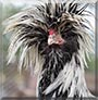 Elvis the Polish Crested Rooster