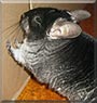 Sidney the Chinchilla