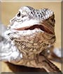 Scary the Bearded Dragon
