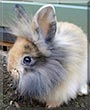 Otis the Lionhead Rabbit