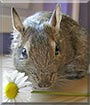 Chip the Degu
