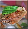 Balthazar the Bearded dragon