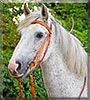 Gunnar the rish mix horse