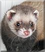 Keanu the Standard ferret