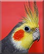 Archimedes the Cockatiel