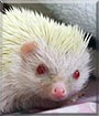 Milkiey the African Pygmy Hedgehog