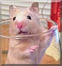 Dominic the Syrian Hamster