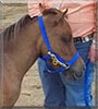 Molly the Miniature Horse