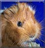 Thela the Guinea Pig
