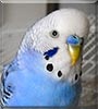 Felix the Budgie