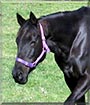 Celedon the Quarter Horse