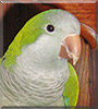 Cowboy the Quaker Parrot