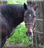 Bella the Paint, Clydesdale