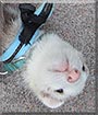 Sky the Ferret