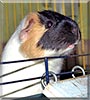 Cora the Guinea Pig