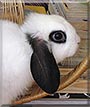 Fluffy the Dwarf Lop Rabbit