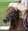 Masse the Draft, Warmblood cross