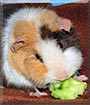 Cupcake the American Teddy Guinea Pig