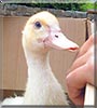 Nick the Duck