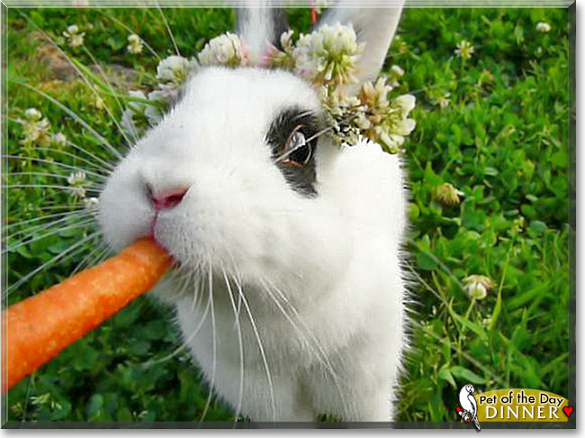 Dinner, the Pet of the Day Dinner, the Pet of the Day