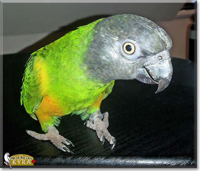 Kyra, the Pet of the Day Kyra, the Pet of the Day