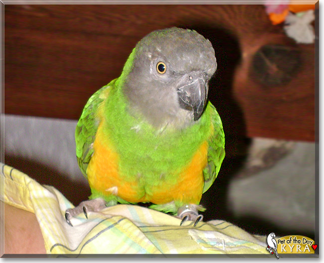 Kyra, the Pet of the Day Kyra, the Pet of the Day