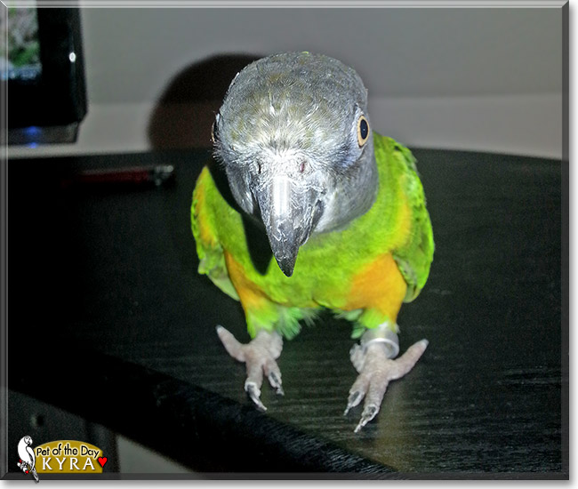 Kyra, the Pet of the Day Kyra, the Pet of the Day
