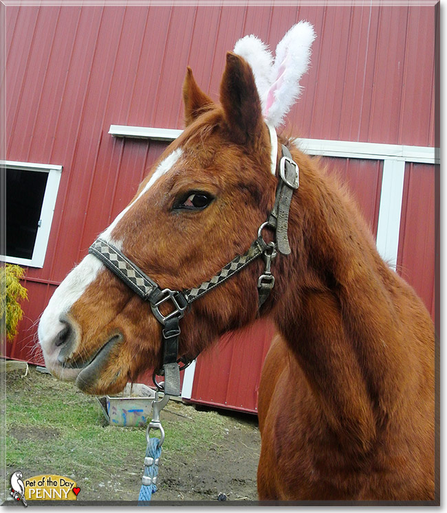 Penny, the Pet of the Day Penny, the Pet of the Day