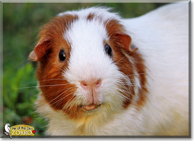 Zorro, the Pet of the Day Zorro, the Pet of the Day
