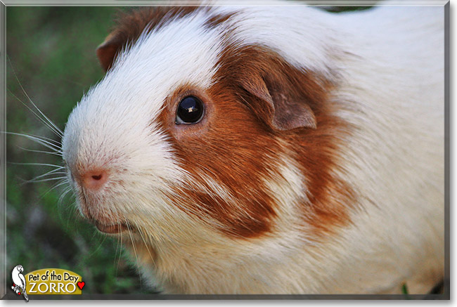 Zorro, the Pet of the Day Zorro, the Pet of the Day