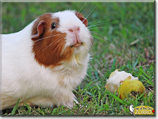 Zorro, the Pet of the Day Zorro, the Pet of the Day