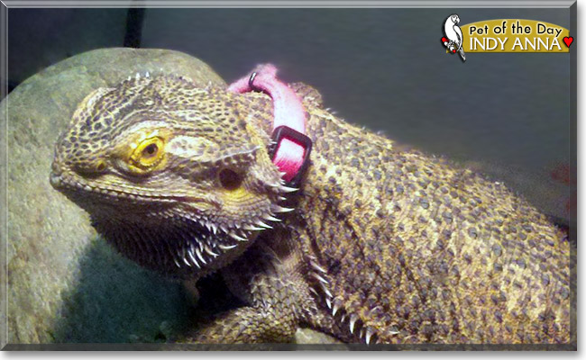 Indy Anna, the Pet of the Day Indy Anna, the Pet of the Day