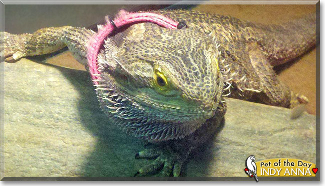 Indy Anna, the Pet of the Day Indy Anna, the Pet of the Day
