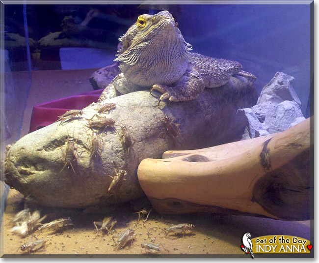 Indy Anna, the Pet of the Day Indy Anna, the Pet of the Day