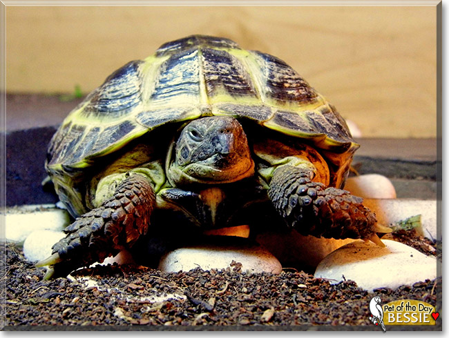 Bessie, the Pet of the Day Bessie, the Pet of the Day