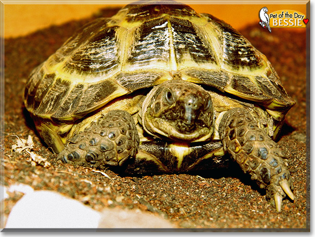 Bessie, the Pet of the Day Bessie, the Pet of the Day