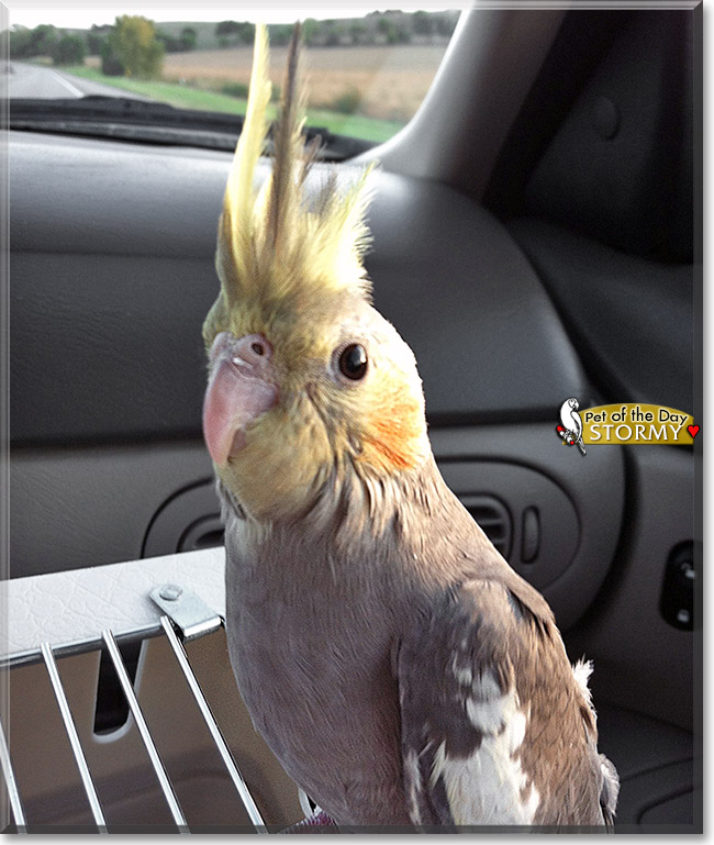 Stormy, the Pet of the Day Stormy, the Pet of the Day