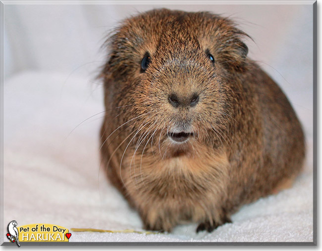 Harukai, the Pet of the Day Harukai, the Pet of the Day