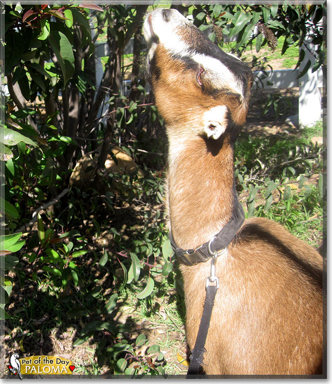 Paloma, the Pet of the Day Paloma, the Pet of the Day