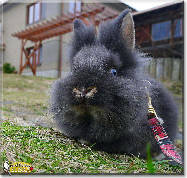 Eliška, the Pet of the Day Eliška, the Pet of the Day