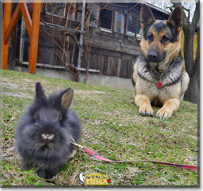 Eliška, the Pet of the Day Eliška, the Pet of the Day