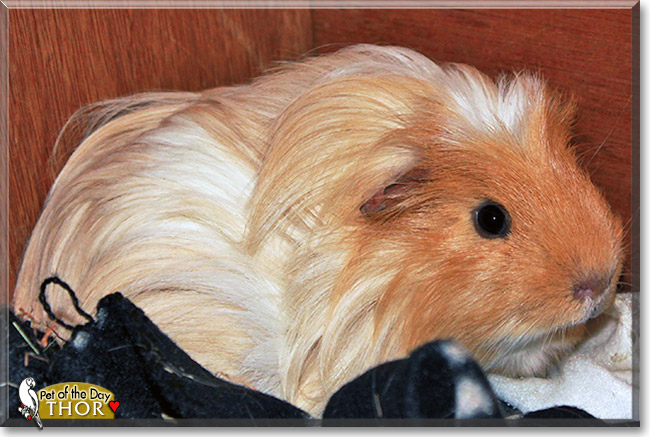 Thor, the Pet of the Day Thor, the Pet of the Day
