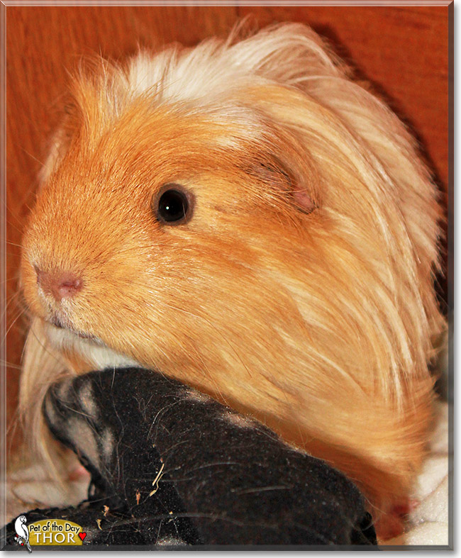Thor, the Pet of the Day Thor, the Pet of the Day