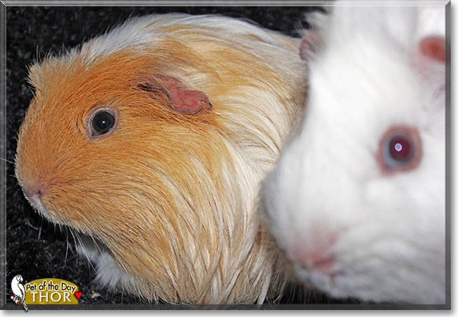 Thor, the Pet of the Day Thor, the Pet of the Day
